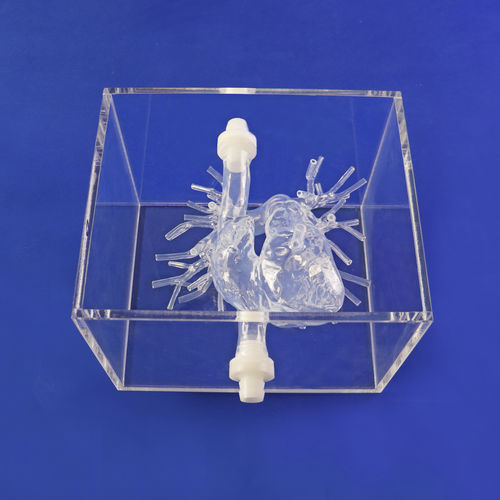 股骨动脉解剖模型 - PA001-02 - Trando 3D Medical Technology - 微创手术 / 培训 / 透明