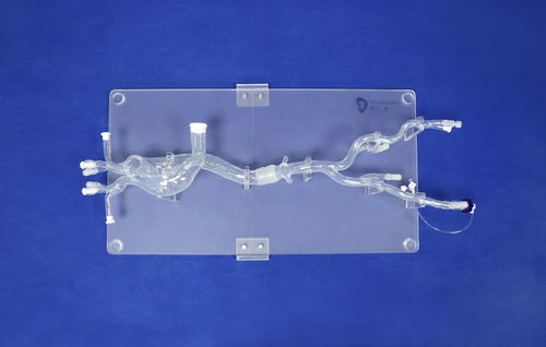 血管血管模型 - XXD019 - Trando 3D Medical Technology - 股骨动脉 / 微创手术 / 培训