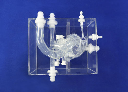 心脏解剖模型 - XXK002DJ - Trando 3D Medical Technology - 股骨动脉 / 培训 / 男性