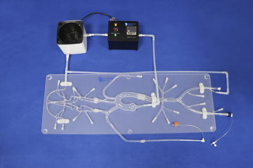 神经学血管模型 - SJ001D-B - Trando 3D Medical Technology - 大脑 / 神经 / 颅内