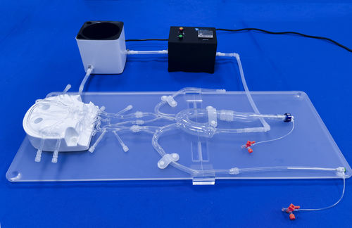 颅内血管模型 - SJX001 - Trando 3D Medical Technology - 血管 / 股骨动脉 / 腹部