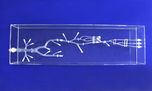 股骨动脉解剖模型 - XZK003D - Trando 3D Medical Technology - 股骨动脉 / 下肢 / 微创手术
