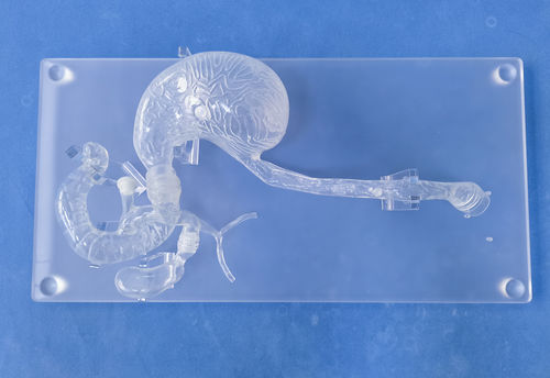 ERCP模拟器 - XHG-11-02 - Trando 3D Medical Technology - 手术 / 头部