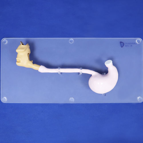 头部解剖模型 - XHG-11-9 - Trando 3D Medical Technology - 胃部 / 食道 / 十二指肠