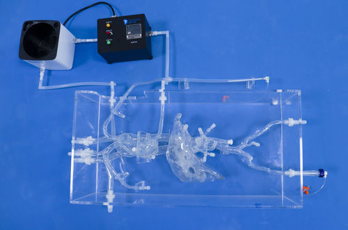 血管血管模型 - FBD003 - Trando 3D Medical Technology - 股骨动脉 / 腔静脉 / 股骨动脉