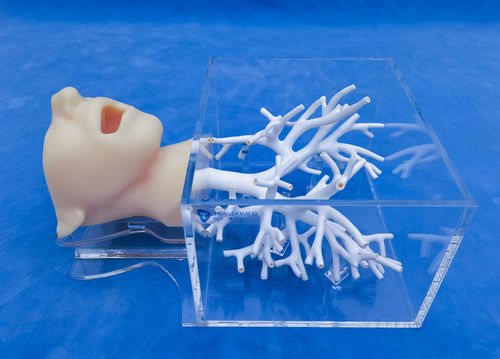 头部解剖模型 - ZQG-13-1 - Trando 3D Medical Technology - 支气管 / 微创手术 / 培训