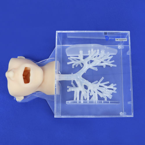 头部解剖模型 - ZQG-13-01 - Trando 3D Medical Technology - 支气管 / 微创手术 / 培训