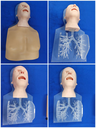 头部解剖模型 - ZQG-13-02 - Trando 3D Medical Technology - 支气管 / 微创手术 / 培训
