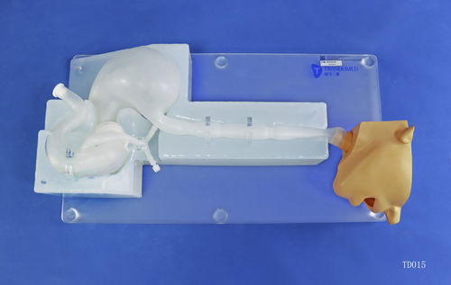头部解剖模型 - XHG-11-8 - Trando 3D Medical Technology - 胃部 / 食道 / 十二指肠