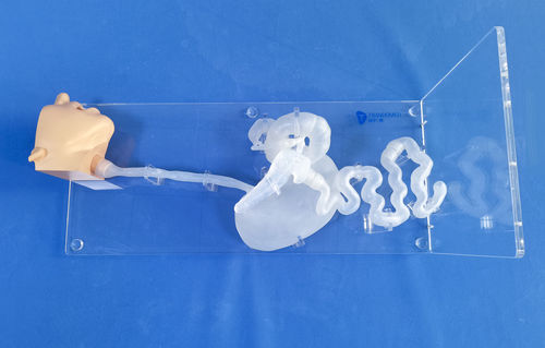 头部解剖模型 - XHG-11-03 - Trando 3D Medical Technology - 胃部 / 食道 / 十二指肠