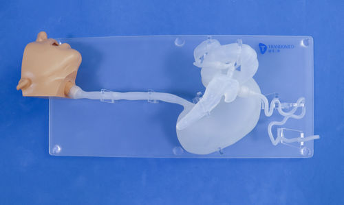 头部解剖模型 - XHG-11-2 - Trando 3D Medical Technology - 胃部 / 食道 / 十二指肠