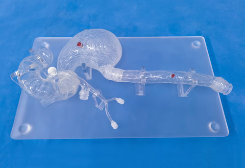 头部解剖模型 - XHG-11-7 - Trando 3D Medical Technology - 胃部 / 食道 / 十二指肠