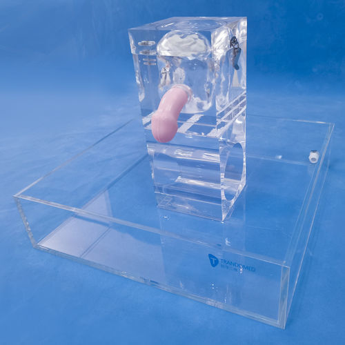 肾脏解剖模型 - MN-02-06 - Trando 3D Medical Technology - 膀胱 / 输尿管 / 男性生殖器