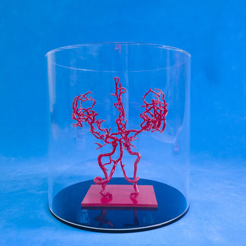 大脑血管模型 - YZ002 - Trando 3D Medical Technology - 培训 / 透明 / 可活动