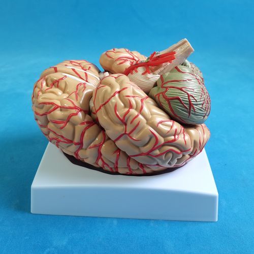 脑部解剖模型 - SDL009 - Trando 3D Medical Technology - 培训 / 透明 / 可活动