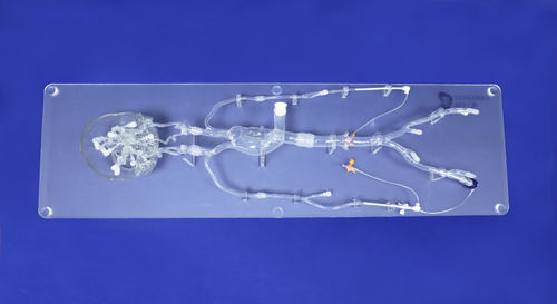 神经学解剖模型 - SJ001D-06 - Trando 3D Medical Technology - 股骨动脉 / 神经系统 / 全身