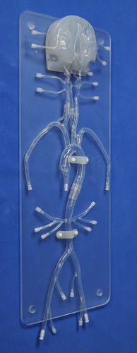 颅内解剖模型 - SJ005D - Trando 3D Medical Technology - 股骨动脉 / 股骨动脉 / 颈动脉