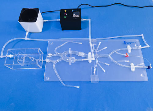 颅内解剖模型 - SJ001D-04 - Trando 3D Medical Technology - 微创手术 / 神经外科 / 神经学