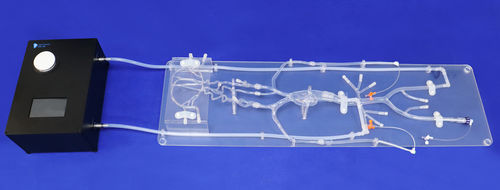 神经学血管模型 - SJ001D-07 - Trando 3D Medical Technology - 颅内 / 血管 / 股骨动脉