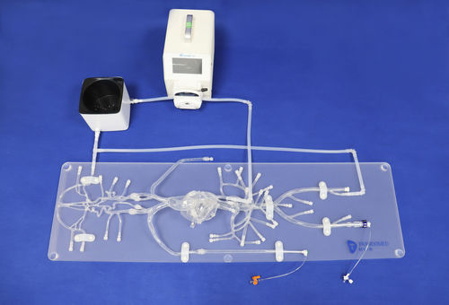 血管造影术血管模型 - QS002D-01 - Trando 3D Medical Technology - 血管 / 股骨动脉 / 股骨动脉