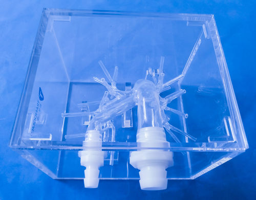 股骨动脉解剖模型 - XX-13D - Trando 3D Medical Technology - 培训 / 透明