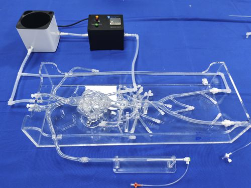 冠状动脉血管模型 - XXD002 - Trando 3D Medical Technology - 血管 / 股骨动脉 / 股骨动脉