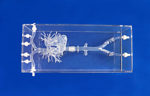 心脏血管模型 - PA001-01 - Trando 3D Medical Technology - 血管 / 股骨动脉 / 腔静脉