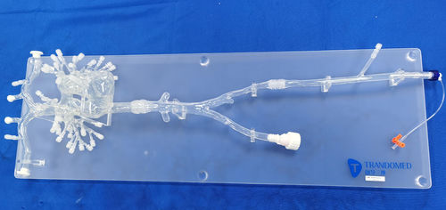 心脏血管模型 - PA001-03 - Trando 3D Medical Technology - 血管 / 股骨动脉 / 胸廓