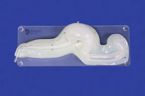 胃部解剖模型 - XHG-11-10 - Trando 3D Medical Technology - 食道 / 十二指肠 / 胆管