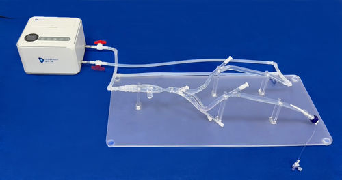 下肢解剖模型 - XZJ004 - Trando 3D Medical Technology - 血管 / 用于血管外科手术 / 培训