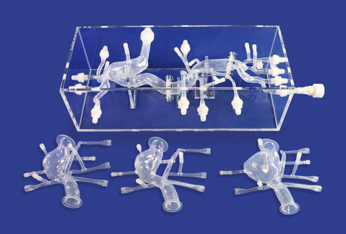 心脏解剖模型 - FBD012 - Trando 3D Medical Technology - 腹部 / 血管 / 培训