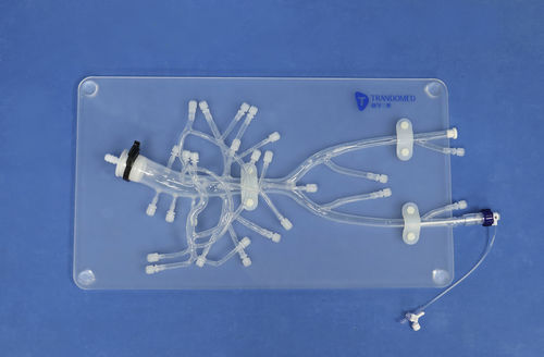 腹部解剖模型 - FB003D - Trando 3D Medical Technology - 培训 / 透明 / 带控制设备