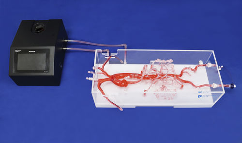 腹部解剖模型 - FBD001 - Trando 3D Medical Technology - 血管 / 用于血管外科手术 / 培训