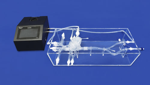 血管解剖模型 - XXS004J - Trando 3D Medical Technology - 心脏 / 股骨动脉 / 下肢