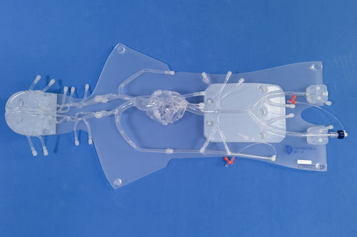 血管造影术解剖模型 - QS001D - Trando 3D Medical Technology - 心脏 / 冠状动脉 / 心脏