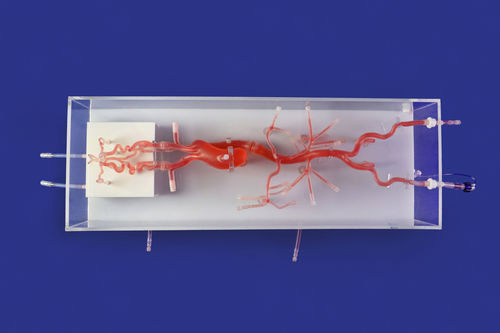 血管血管模型 - SJ001D-014 - Trando 3D Medical Technology - 威利斯多边形 / 神经 / 颅内