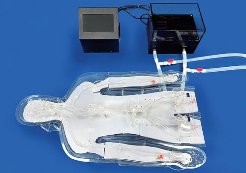 血管血管模型 - EVT011-01 - Trando 3D Medical Technology - 威利斯多边形 / 全身 / 用于血管外科手术