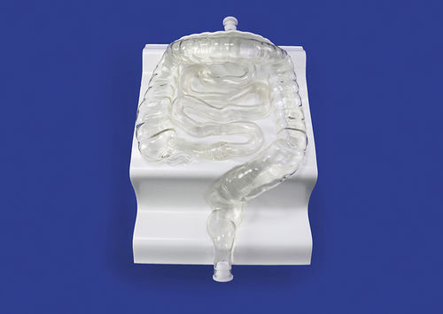 血管血管模型 - CM001 - Trando 3D Medical Technology - 培训 / 透明 / 可活动