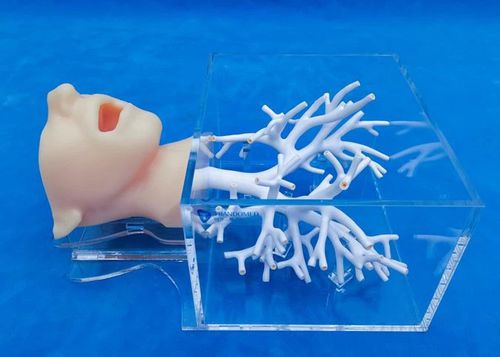头部解剖模型 - ZQG-13-1 - Trando 3D Medical Technology - 面部 / 支气管 / 微创手术