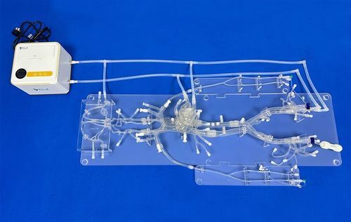 全身血管模型 - FAX001D - Trando 3D Medical Technology - 循环系统 / 股骨动脉 / 血管