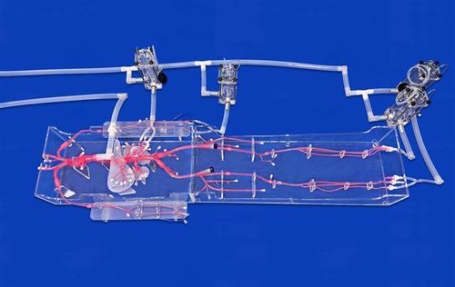 全身血管模型 - FAX009D - Trando 3D Medical Technology - 股骨动脉 / 血管 / 股骨动脉