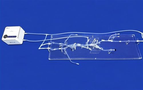 全身血管模型 - FAX015D - Trando 3D Medical Technology - 循环系统 / 股骨动脉 / 血管