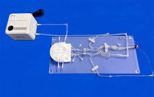 颅内血管模型 - FAC011D - Trando 3D Medical Technology - 股骨动脉 / 威利斯多边形 / 大脑前动脉