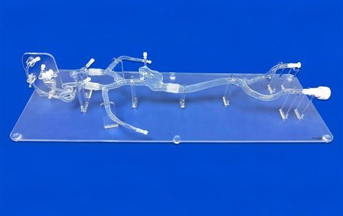 脑部血管模型 - FAC012D - Trando 3D Medical Technology - 大脑 / 颅内 / 心脏