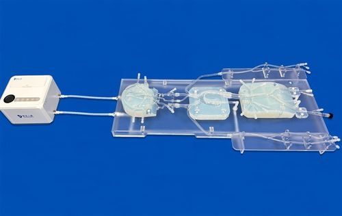 神经系统血管模型 - SJ006D - Trando 3D Medical Technology - 血管 / 颅内动脉 / 培训