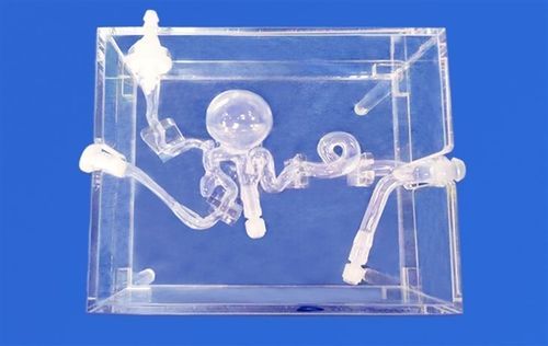 脑部血管模型 - SJX014 - Trando 3D Medical Technology - 大脑 / 颅内 / 股骨动脉