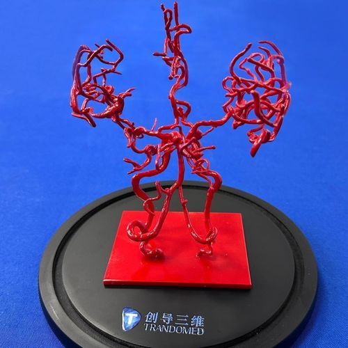 大脑血管模型 - YZ002 - Trando 3D Medical Technology - 培训 / 透明 / 可活动