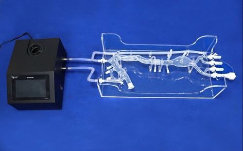 股骨动脉血管模型 - Trando 3D Medical Technology - 颈动脉 / 胸主动脉 / 髂动脉