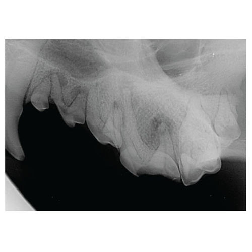 兽用放射线成像系统 / 数字 - SignalSMILE® - SignalPET - 口腔内