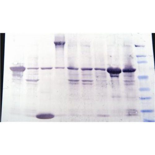 染色试剂套装 - 786-34 - G-BIOSCIENCES - 用于科研 / 蛋白质